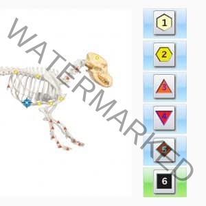Bioresonance Quantum Health : * NEW: ISHA DOGS PRO NLS *** DOGS ***  : *ONLY SOFTWARE >> NO DONGLE <<   *TEMPORARY A SUPER OFFER !!!     FOR 4 WEEKS THE PRICE IS ONLY ??? - Image 5